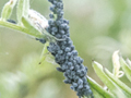 Aphis craccae